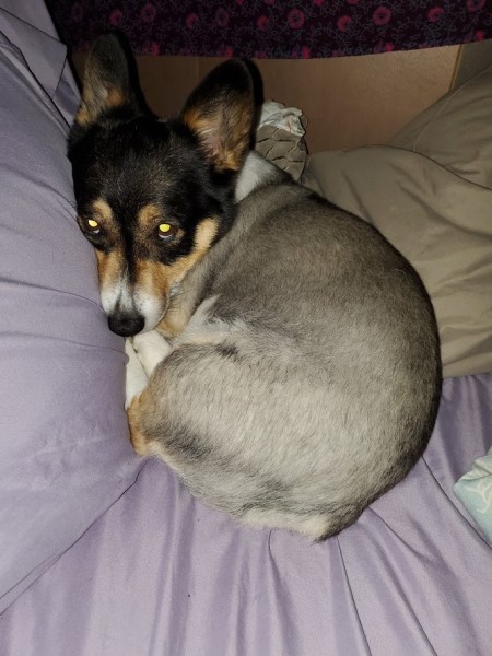 Healthy Older Dog Always Marking - Corgi curled up on a sheet