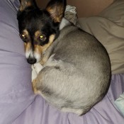 Healthy Older Dog Always Marking - Corgi curled up on a sheet
