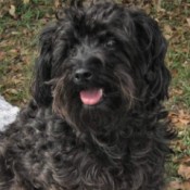 Abby (Terra-Poo) - black curly haired dog