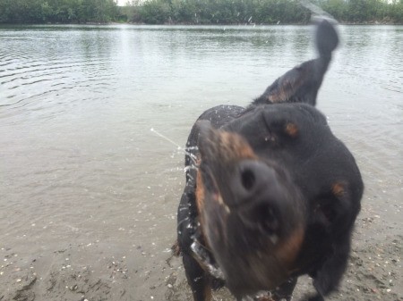 Brookelynn (Rottweiler) - closeup of a dog shaking off water after a swim