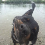 Brookelynn (Rottweiler) - closeup of a dog shaking off water after a swim