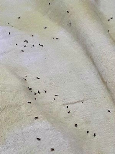 Identifying Tiny Black Flying Bugs