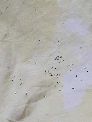 Identifying Tiny Black Flying Bugs - black bugs on fabric