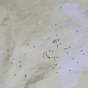 Identifying Tiny Black Flying Bugs? | ThriftyFun