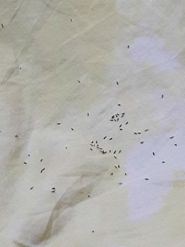 small black flying bugs in house at night