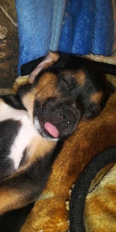 Is My Puppy a Pit Bull Mix?