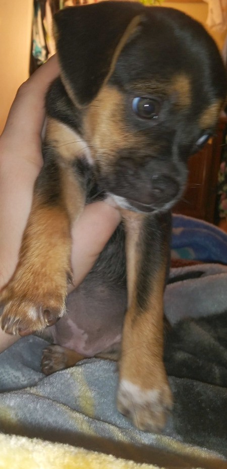 Is My Puppy a Pit Bull Mix?