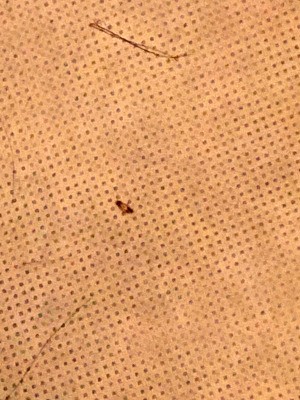 Identifying Household Bugs - small dark bug on tan background