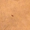 Identifying Household Bugs - small dark bug on tan background