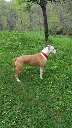 Is My Dog a Full Blooded Pit Bull? - side view of a brown and white Pit Bull standing outside