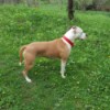 Is My Dog a Full Blooded Pit Bull? - side view of a brown and white Pit Bull standing outside