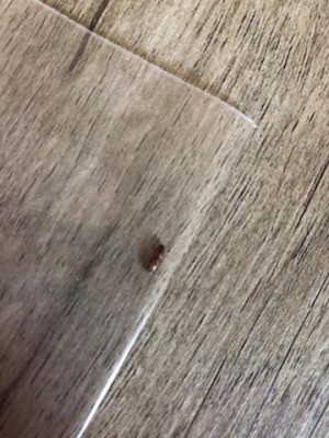What Is This Bug? - small, long bug on grey vinyl look floor