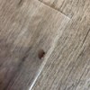 What Is This Bug? - small, long bug on grey vinyl look floor
