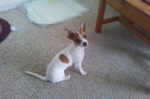 Dog Howls When Left Home - small brown and white dog