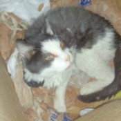 Ollie (Domestic Short Hair) - cat lying a box of plastic bags