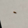 Identifying Small Brown Bugs - brown bug