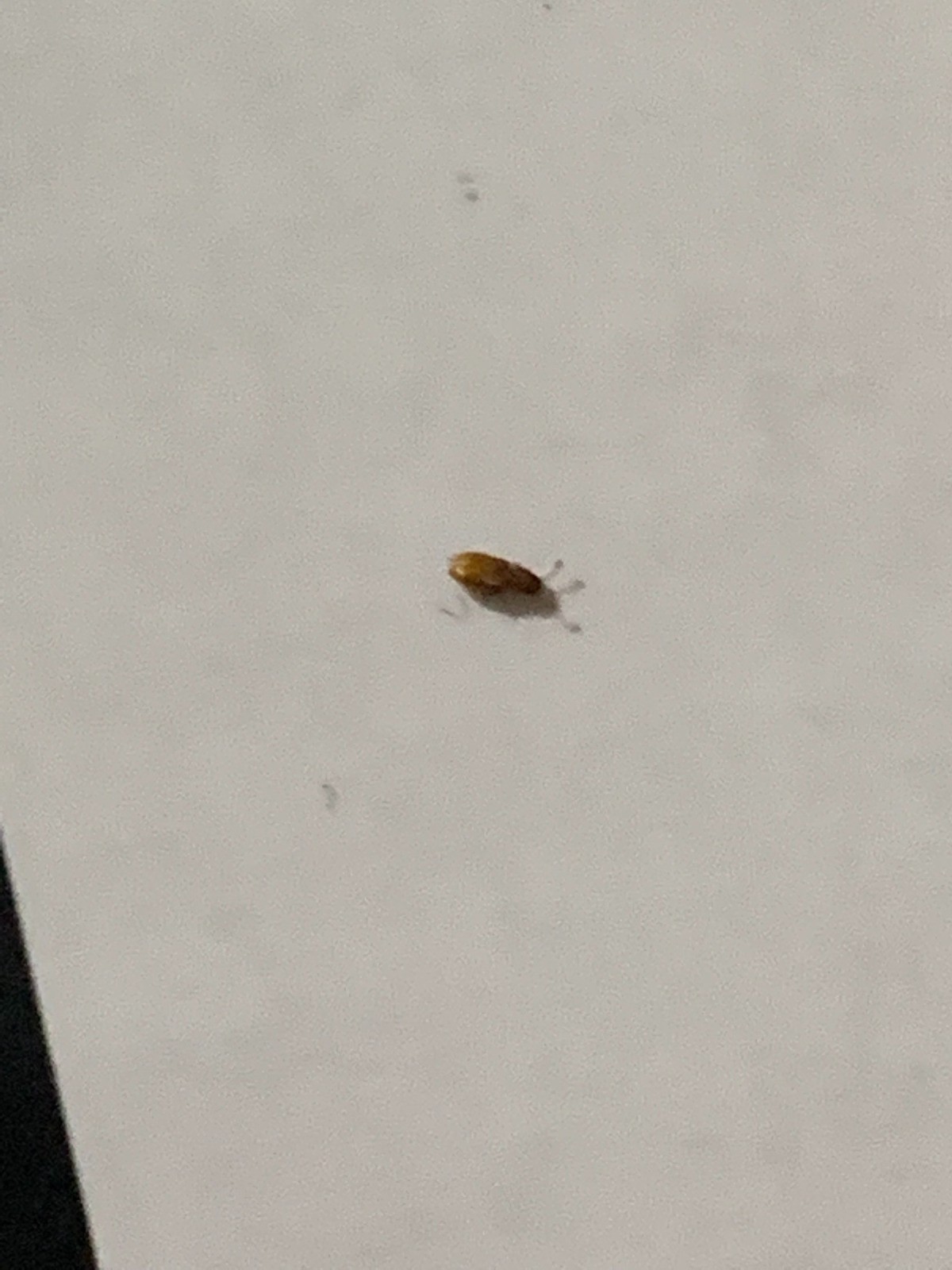 Identifying Small Brown Bugs Thriftyfun