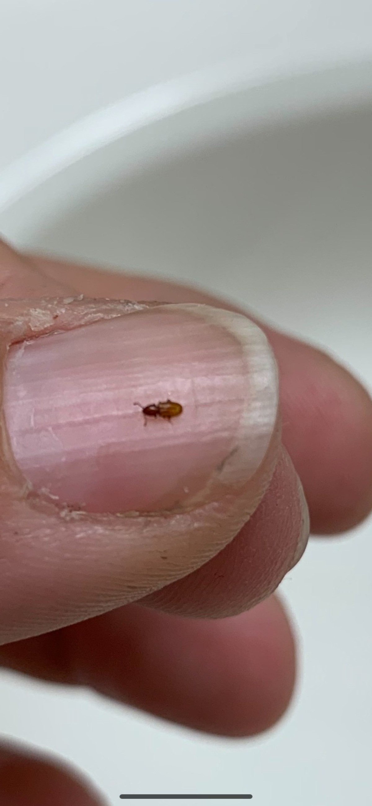 Identifying Small Brown Bugs ThriftyFun   Identifying Small Brown Bugs 5 X2 