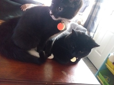 New Kitten Sucking on Year Old Female