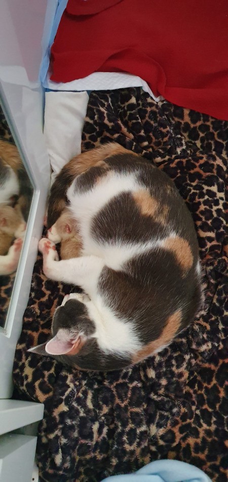 Caring for a Mother Cat and Her Kitten - calico cat and kitten