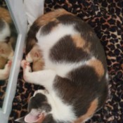Caring for a Mother Cat and Her Kitten - calico cat and kitten