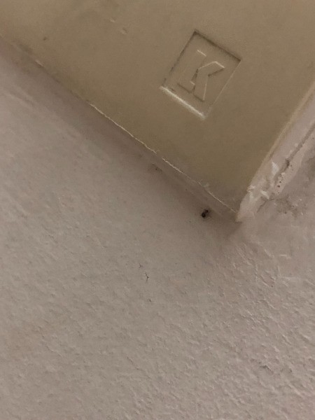 Identifying Household Bugs