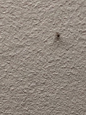 Identifying Household Bugs - unidentified bug on wall