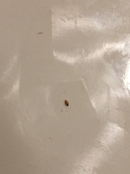 Identifying a Bug Found on the Bed