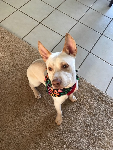 What Breed Is My Dog? - smaller tan dog