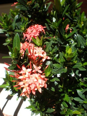 Identifying a Garden Plant - shrub with dark green leaves and salmon pink flowers