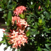 Identifying a Garden Plant - shrub with dark green leaves and salmon pink flowers