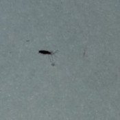 Identifying Small Black Bugs - long thin black bug