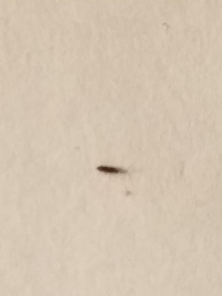 Identifying Small Black Bugs