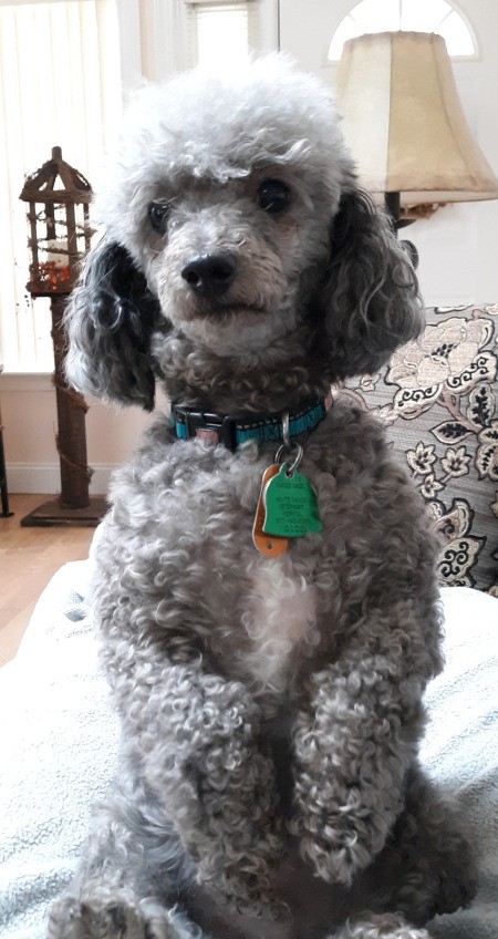 Peppy (Miniature Poodle) - gray Poodle sitting up