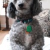 Peppy (Miniature Poodle) - gray Poodle sitting up