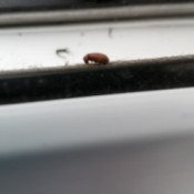 Identifying Flying Bugs - brown bug