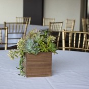 Succulent Wedding Centerpiece - centerpiece on venue table