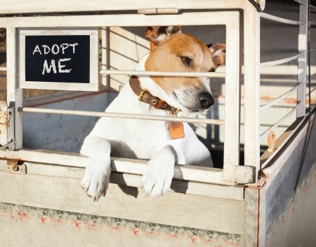A dog at a shelter, hoping for adoption.
