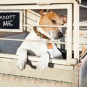 A dog at a shelter, hoping for adoption.