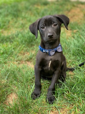 What Breed Is My Dog? - black Lab mix puppy