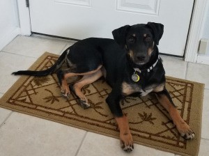 House Trained Puppy Still Pees and Poops Inside - black and brown dog on floor mat