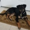 House Trained Puppy Still Pees and Poops Inside - black and brown dog on floor mat