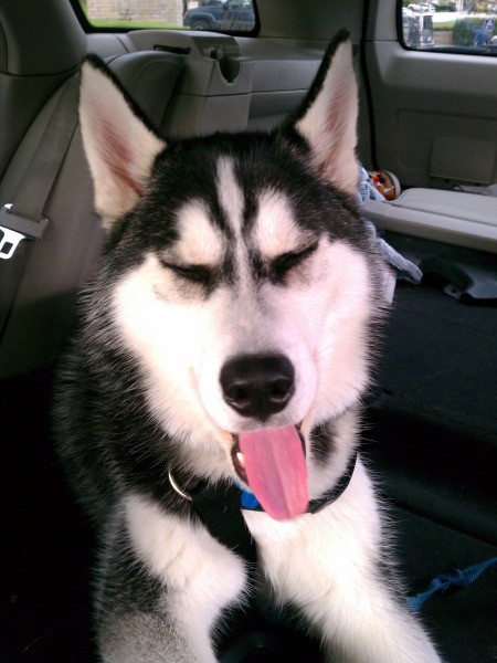 Shasta (Siberian Husky)