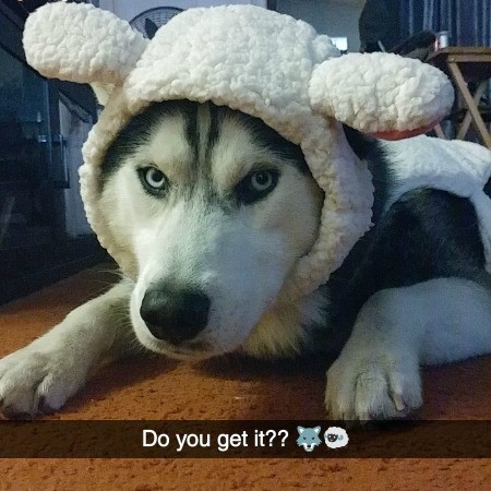 Shasta (Siberian Husky) - wearing a sheep's hat