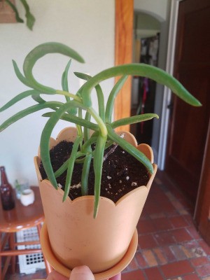 What Is This Houseplant? - succulent looking plant