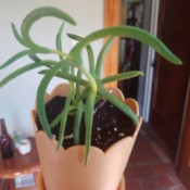 What Is This Houseplant? - succulent looking plant