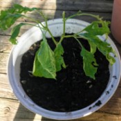 Banana Pepper Plant Leaves Damaged - heavily damaged/eaten pepper plant leaves