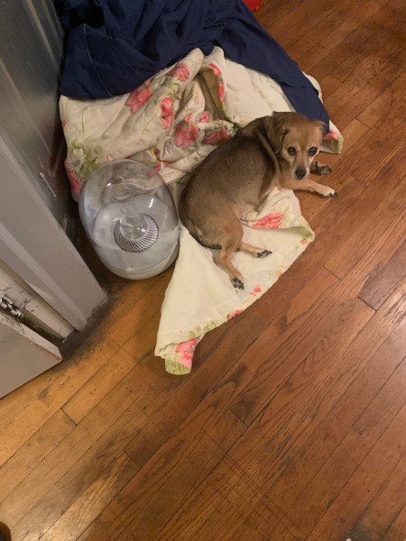 Is My Dog a Chiweenie?