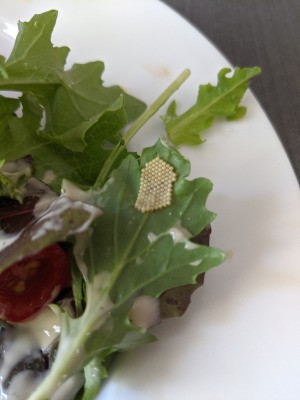 Identifying Insect Eggs - cluster of insect eggs on a piece of salad greens