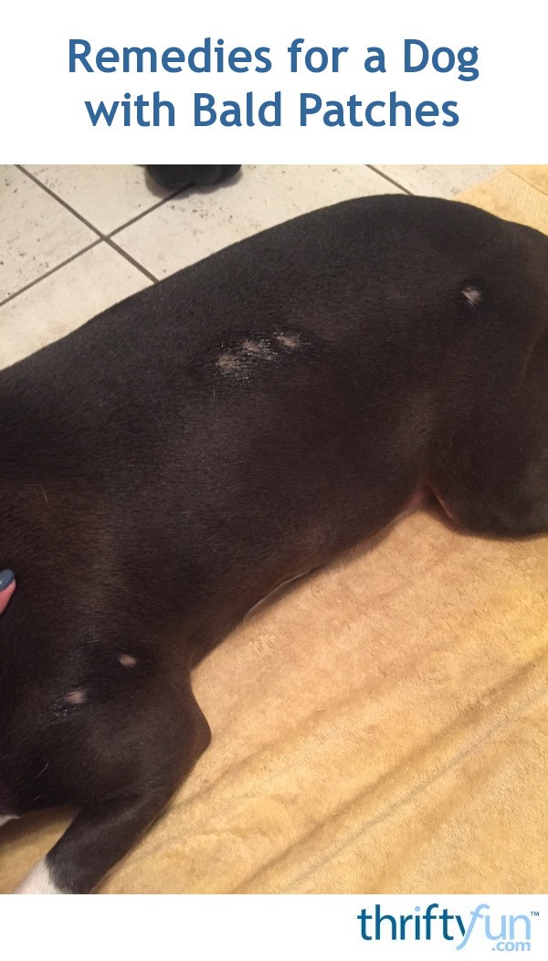 Remedies for a Dog with Bald Patches? ThriftyFun
